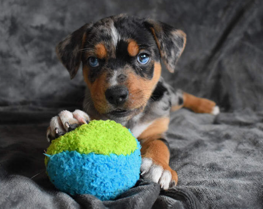 Duraplush Fuzzball Dog Toy