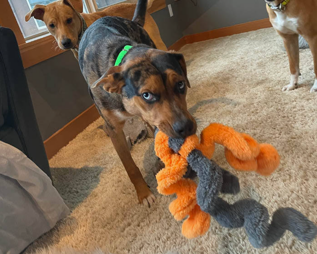 Duraplush Springy Thing Dog Toy - Orange