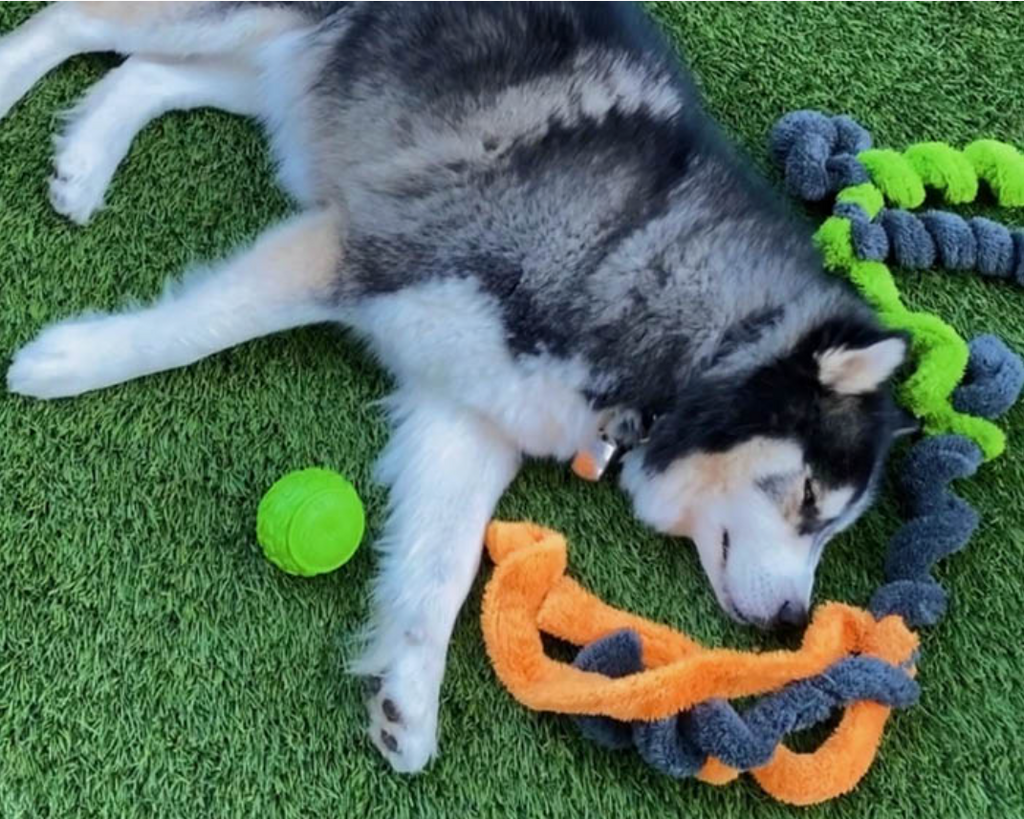 Duraplush Springy Thing Dog Toy - Orange