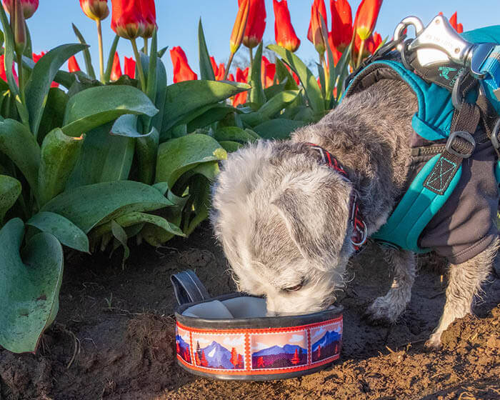 Trail Buddy Collapsible Dog Travel Bowl - Sasquatch Mountain